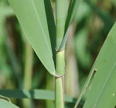 Image result for Loudetia phragmitoides