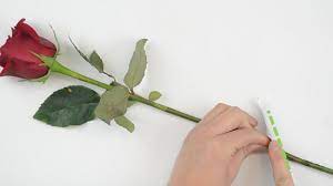 How To Keep Roses Fresh: 13 Steps (With Pictures) - Wikihow