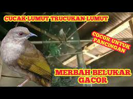 Jika dilihat dari atas, punggung burung ini memiliki bentuk yang mirip jam pasir. Cucak Lumut Gacor Untuk Pancingan Merbah Belukar Trucukan Lumut Youtube