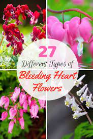 Bleeding heart clerodendrum enjoy a well drained, general potting mix easily found at your local box store. 27 Different Types Of Bleeding Heart Flowers Bleeding Heart Heart And Flowers Bleeding Heart Flower