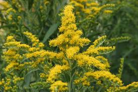 Some suppliers will be able to provide you with large quantities of seed for a big project as well as small seed packets and individual plants. 20 Best Perennial Flowers Easy Perennial Plants To Grow