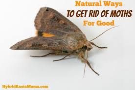 Natural Ways To Get Rid Of Moths For Good Getting Rid Of Moths Moth Moth Repellent