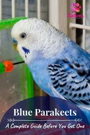 Blue Birds You Can Have As Pets Blue Parakeets A Complete Guide Before You Get One Embora Pets In 2020 Blue Parakeet Pet Bird Cage Parakeet