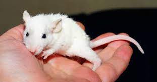 Pet Rats Their Most Common Diseases Publications Guides Our Stories Four Paws International