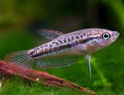 Dwarf Sparkling Gourami Fish Arizona Aquatic Gardens Aquatic Garden Fish Betta Fish