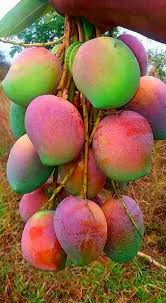 Télécharger 47 808 fruits exotiques clipart et illustrations. Mango Fruits Exotiques Fruit Fruits Tropicaux