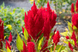 Image result for Celosia stuhlmanniana