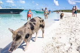 How long is the flight? How To Get To Pig Beach Bahamas In Exuma Bahamas Air Tours