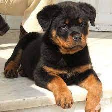 Teddy Bear Rottie Puppies Rottweiler Dog Dog Breeds Puppies