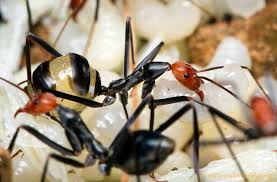Pin On Beautiful Creatures