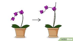 Maybe you would like to learn more about one of these? How To Plant Flowers 13 Steps With Pictures Wikihow
