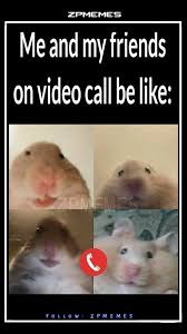 Hamster looking at camera 10 hours | meme , #hamstermeme #meme. Zain Plays Home Facebook