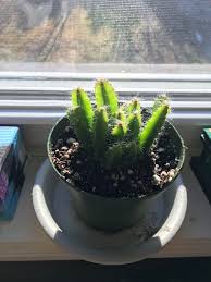 And they have looked the same for 30 years. Got A Dragon Fruit Cactus Yesterday Any Care Tips For This Plant And What It S Scientific Name Is I Don T Know If This Is Hylocereus Or Not Also This Isn T Actually The