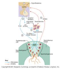 ch27 reproductive hormones