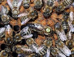 To ensure bees & their hives are removed safely & effectively; Beehive Removal For Free Melbourne Australia Home Facebook