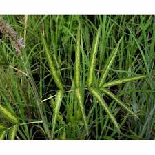 Image result for Uraria picta