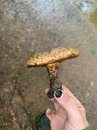 Image result for Boletus speciosus