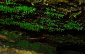 Image result for Grammitis