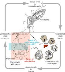 Could you have malaria and not be aware of it your entire life? answered by dr. Life Cycle Of Plasmodium Falciparum Artemisinin Acts At An Early Stage Download Scientific Diagram