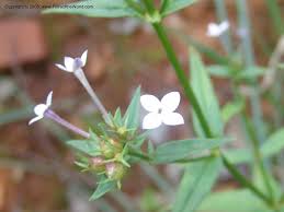 Image result for Conostomium natalense