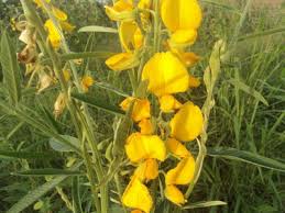 Image result for Crotalaria juncea