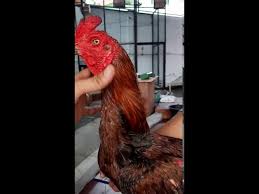 Bagaimana muat turun gambar gambar ayam. Download King Of Pama Ninja Ayam Aduan Terbaik Mp3 Mp4 3gp Flv Download Lagu Mp3 Gratis