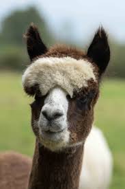 Maybe you would like to learn more about one of these? Adopt An Alpaca Alpaca Walking Spring Farm Alpacas