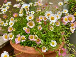 Image result for Erigeron karvinskianus