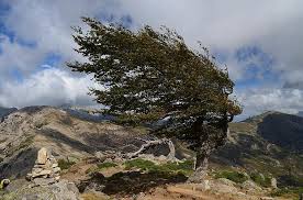 Check spelling or type a new query. Vent Corse Montagne Arbre Courbe La Nature Paysage Pikist