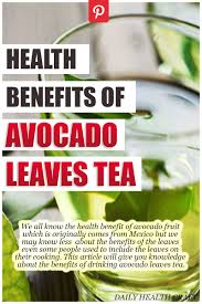 We All Know The Health Benefits Of Avocado Fruit Which Is Originally Comes From Mexico But We May Know In 2020 Avocado Health Benefits Avocado Benefits Avocado Leaves