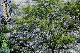 Image result for Acacia nilotica