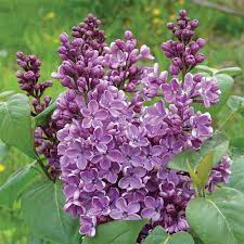 Jung Seed Flower Seeds Cottage Garden Plants Lilac Varieties