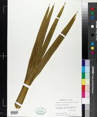 Image result for Afrosciadium rhodesicum