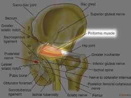Pin On Pudendal Neuralgia Nerve Pain