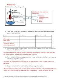Respiratory System Lab Activity By Science In The City Tpt