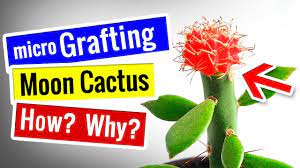 How to grow your very own cactus, according to a plant pro. Moon Cactus Propagation Micro Grafting Moon Cactus To Pereskiopsis How Why Youtube Grafting Cactus Grafting Plants