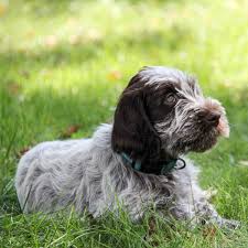 Before buying a puppy it is important to understand the associated costs of owning a dog. Wirehaired Pointing Griffon Dog Breed Everything About Wirehaired Pointing Griffon