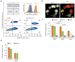 Check spelling or type a new query. Mammalian Cell Growth Dynamics In Mitosis Elife