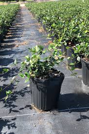 Asiatic Jasmine Minima Cherrylake