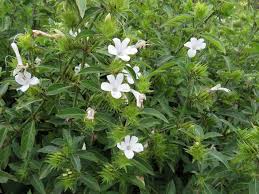 Image result for Barleria setosa