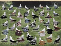 Different Colors Of A Swallow Pigeon Breeds Pigeon Bird