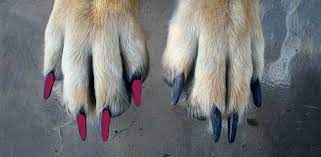 Can You Use Human Nail Polish On Dogs Is It Safe Daily Dog Stuff