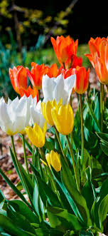 Maybe you would like to learn more about one of these? Flowers Field White Orange Yellow Tulips 1242x2688 Iphone 11 Pro Xs Max Wallpaper Background Picture Image