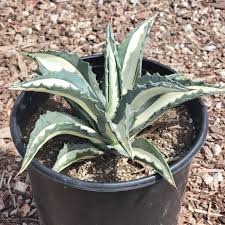 Image result for Agave americana
