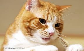 Aus diesem grunde sollte das aufstellen von duftkerzen und ölen vorher mit einem veterinärmediziner abgesprochen werden. Katze Zittert Ursache Losung Ratgeber Fur Katzenhalter