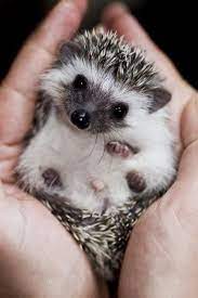 15 Tiny Cynical Hedgehogs Cute Animals Baby Hedgehog Cute Hedgehog