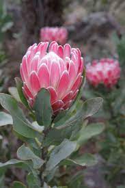 Pin On Flowers