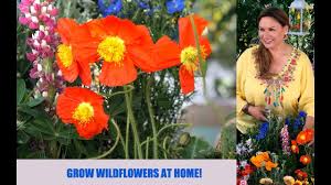 What's the best way to sow wildflower seeds? Grow Wildflowers From Seed Step By Step Shirley Bovshow Youtube