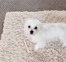 Our maltese puppies for sale. Maltese Puppies For Sale For Sale In Sylva North Carolina Classified Americanlisted Com