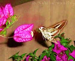 A colorful patio or deck addition, we share growing and care info. Pin On Nature And Wildlife